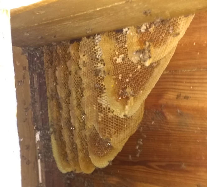 Live Honey Bee Hives We Removed