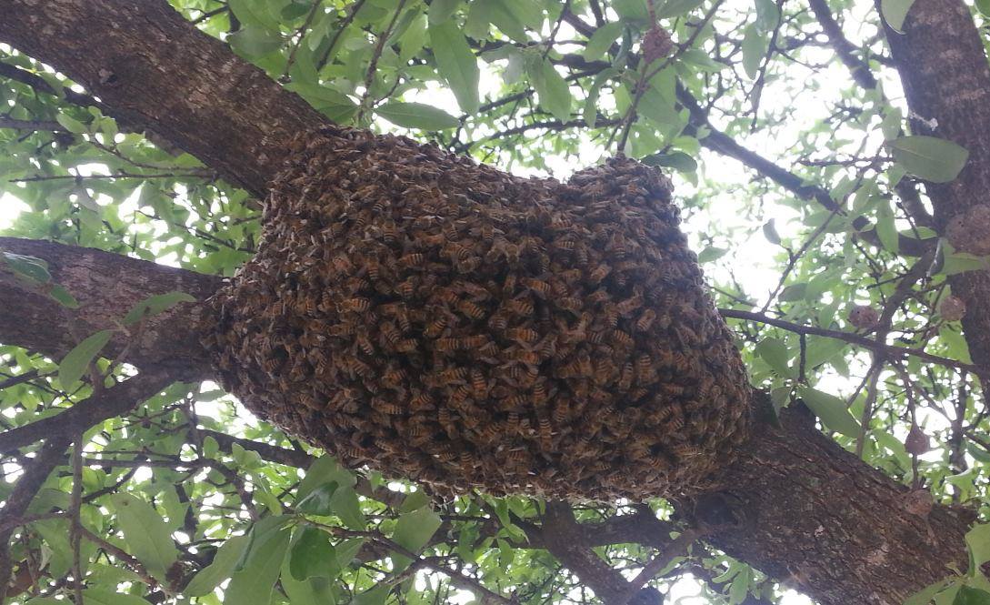 Honey Bee Swarm