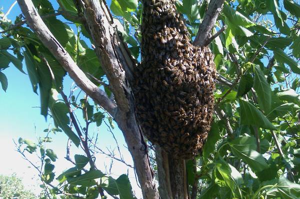 Honey Bee Swarm