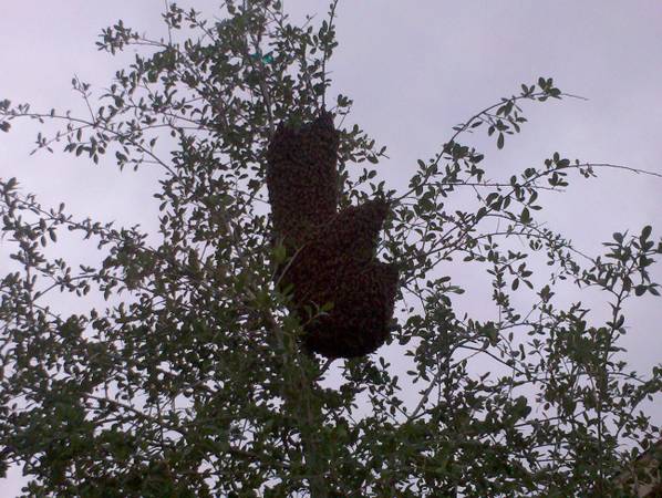 Honey Bee Swarm