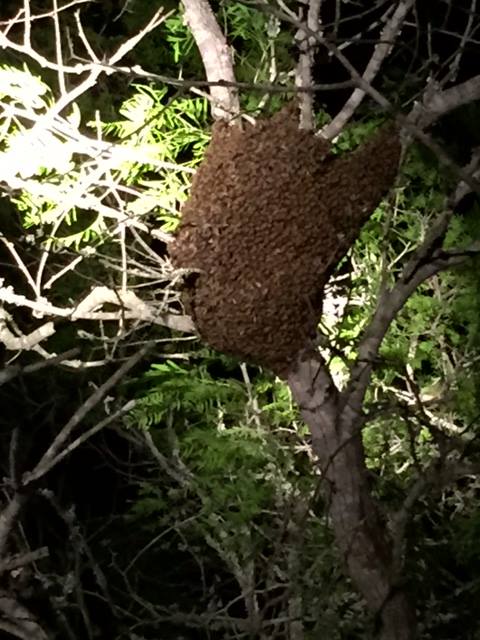 Honey Bee Swarm